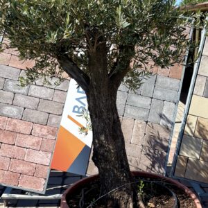 Olajfa díszes edényzetben  160L