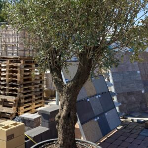 Olea Europea Olajfa  240L edényzetben