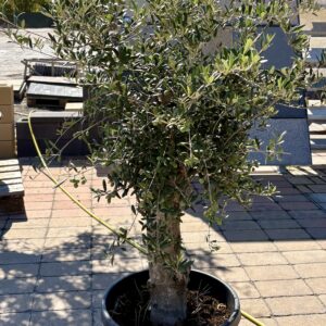 Olea Europea Olajfa 45l edényzetben
